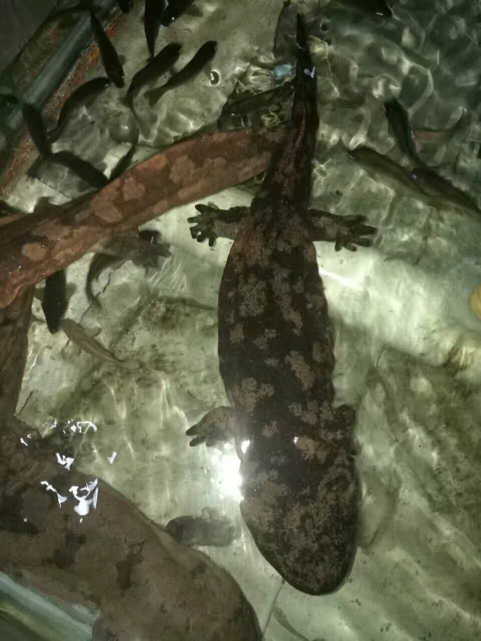 娃娃魚